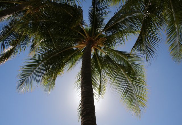 Aloha sagt man auf Hawaii